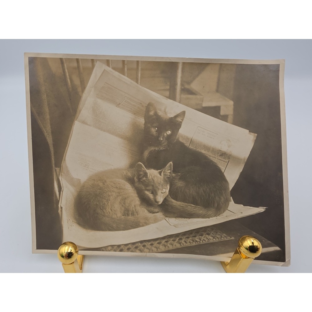 Vintage Black And White Kittens Photo 4.5" X 3.5"